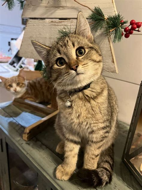 Image result for KSL Classifieds Animals