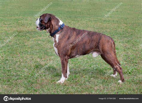 Image result for Brindle Boxer