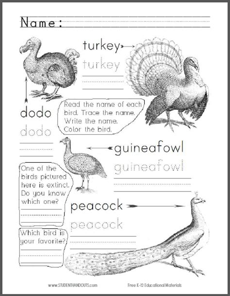 Image result for Bird Classification Worksheet