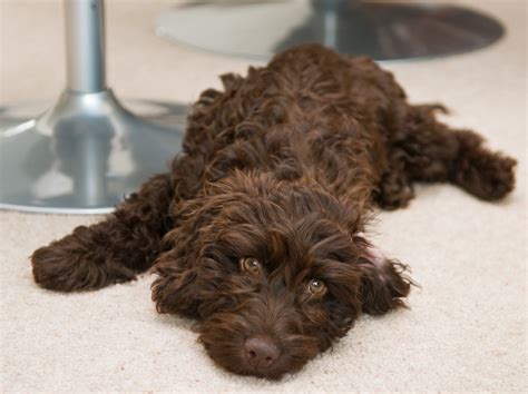 Chocolate Brown Cockapoo Adult に対する画像結果