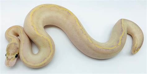 Hellgelbe Python に対する画像結果