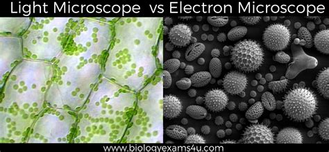 Light Microscope vs Electron Microscope Cells に対する画像結果