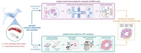 Fetal Heart Spatial Transcriptomics に対する画像結果