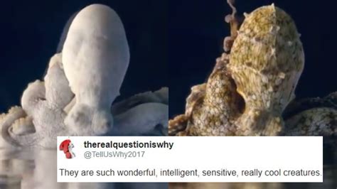 Image result for Octopus Changing Colour