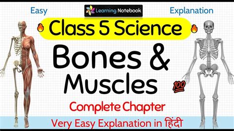 Image result for Binocs Skeletal System Grade 5