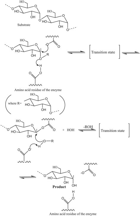 Image result for Amylase Mechanism
