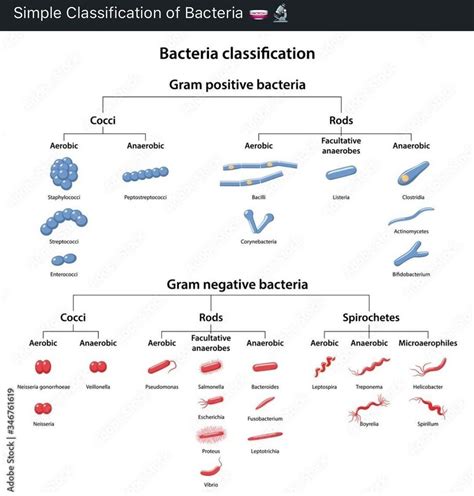 Image result for Bacteria Classification Chart
