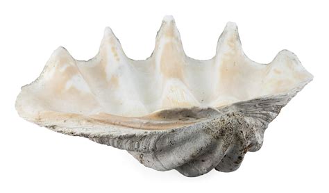 Biggest Clam Shell に対する画像結果