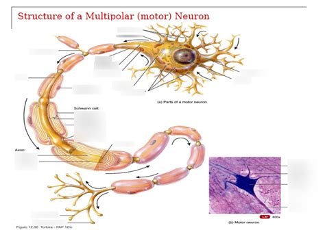 Afbeeldingsresultaten voor Example of Multipolar Neuron