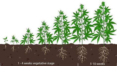 Autoflower Prosess Every Week に対する画像結果