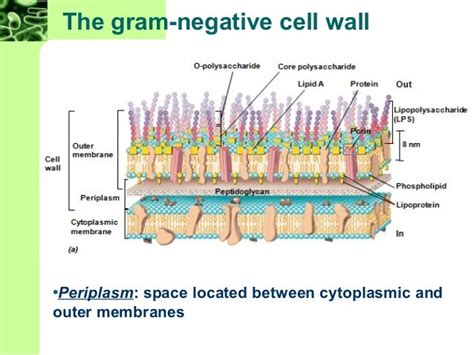 Cell Envelope Structure に対する画像結果