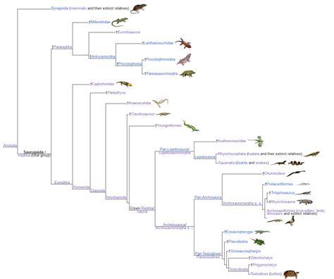 Image result for Animal Evolution Cladogram