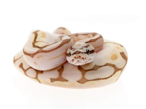 Image result for Lesser Fire Spider Ball Python