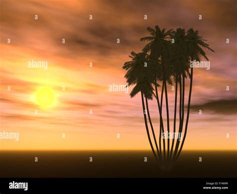 Image result for Palm Tree in Sunset