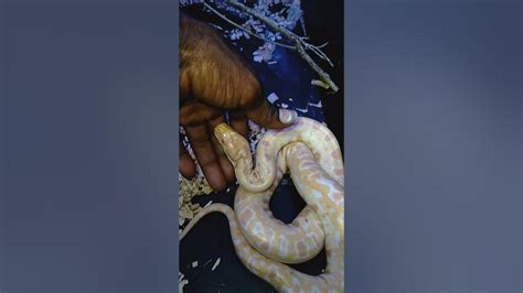 Image result for Handling Burmese Python