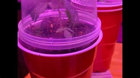 Image result for Growing a Autoflower