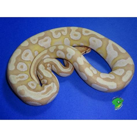 Image result for Freeway Mojave Ball Python