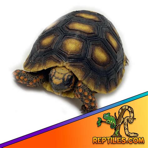 Afbeeldingsresultaten voor Red Foot Tortoise Shell Rot