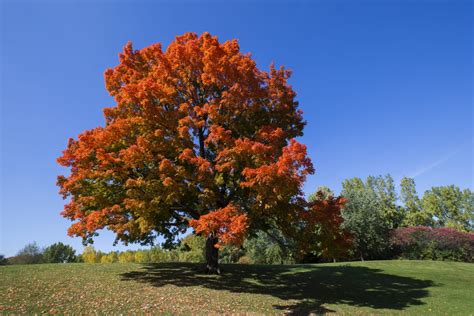 Small Sugar Maple Tree に対する画像結果