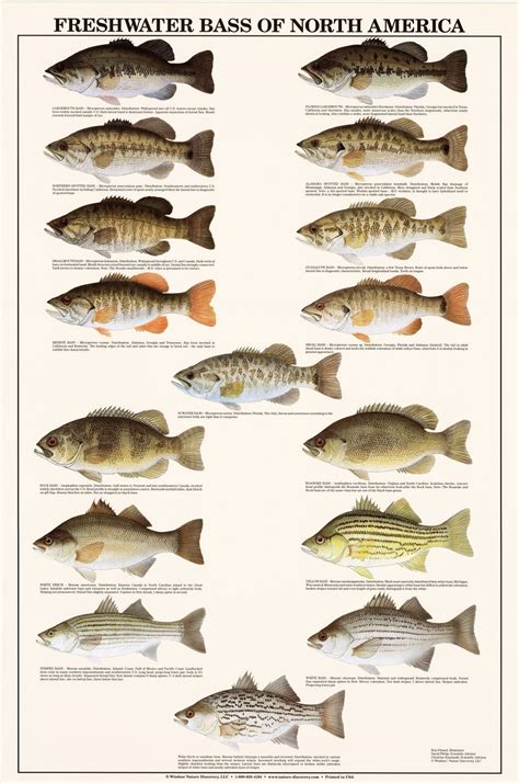 Image result for Perch Species Chart