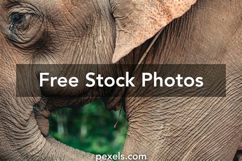 Image result for Strawberry Elephant Toy