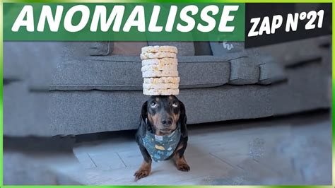 Zap Des Animaux に対する画像結果