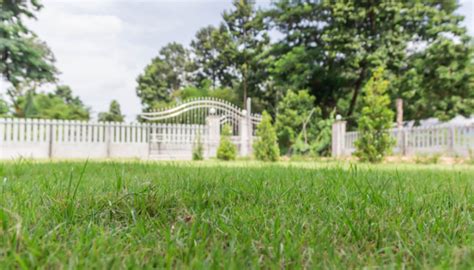 Image result for How to Grow Grass Quickly