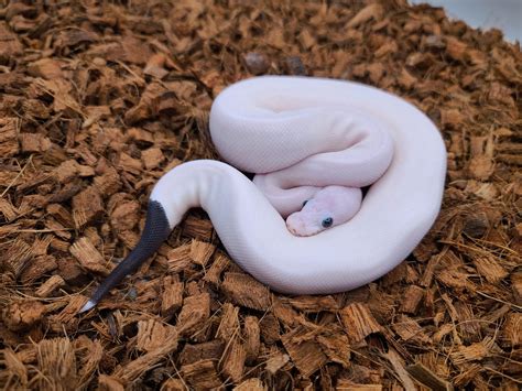 Image result for Pied Python