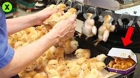 Image result for Los Nuggets