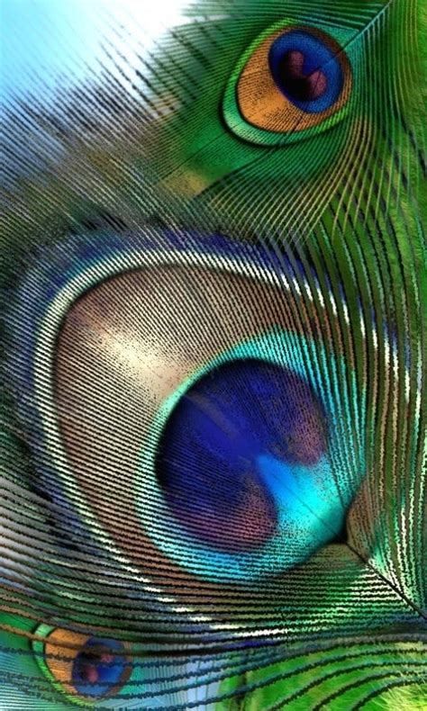 Ms. Peacock, MS – Medium