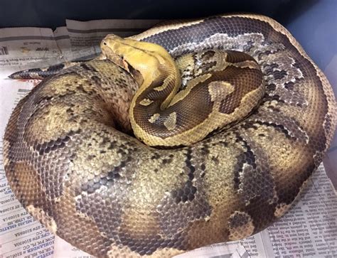 Afbeeldingsresultaten voor Borneo Short Tail Python