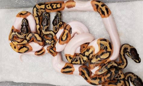 Image result for Ball Python Hatchling Side