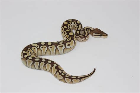 Bildergebnis für Leopard Lesser Ball Python