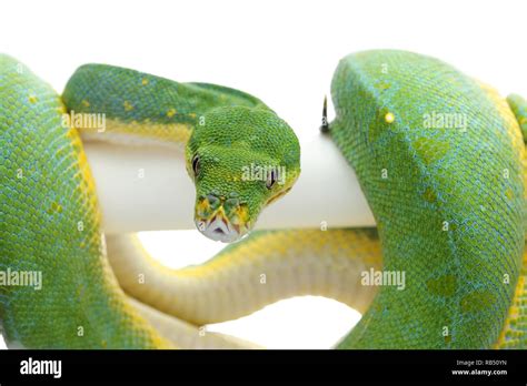 Image result for Green Tree Python White Background