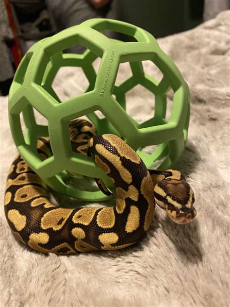 Image result for Toy Python