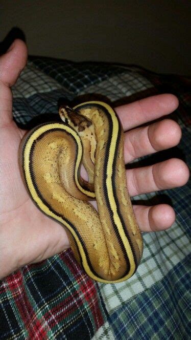Bildergebnis für Super Specter Ball Python
