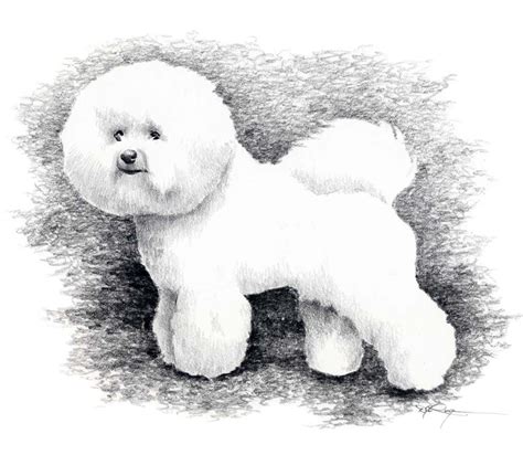Toradh íomhá ar Bichon Drawing