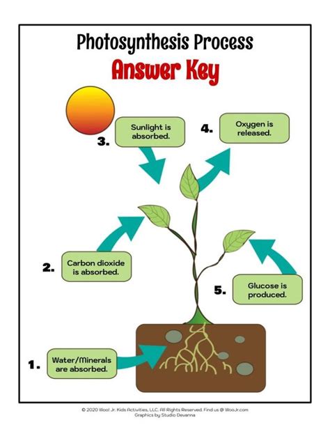 Afbeeldingsresultaten voor How Does Photosynthesis Work Worksheet Answers