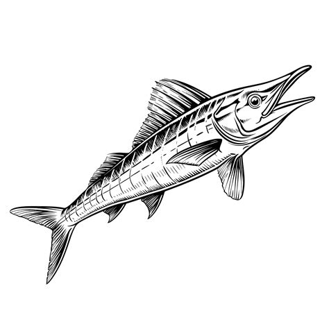 Image result for Wahoo Fish Anatomy Diagram