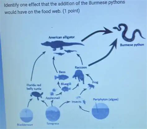 Toradh íomhá ar Burmese Python Destroying the Food Chain