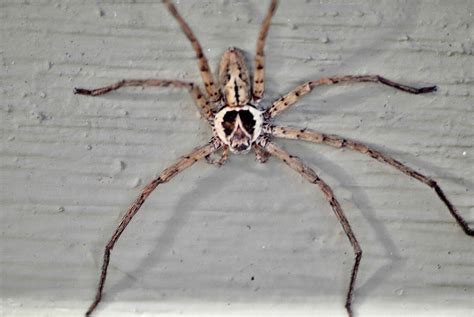 Image result for Huntsman Spider Arizona