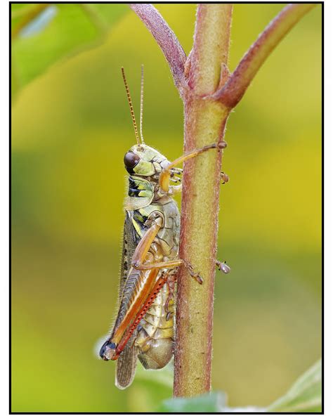 Image result for Grasshopper Sigama