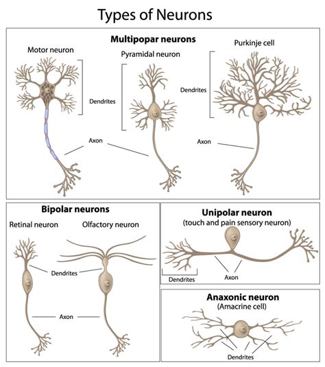 Toradh íomhá ar Multipolar Neuron Structure