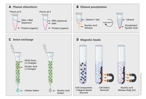 DNA Extraction Method GIF に対する画像結果