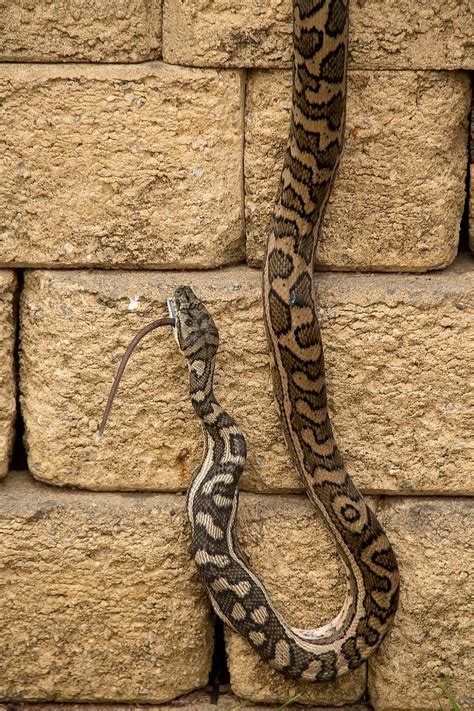 Image result for Australian Python Skin