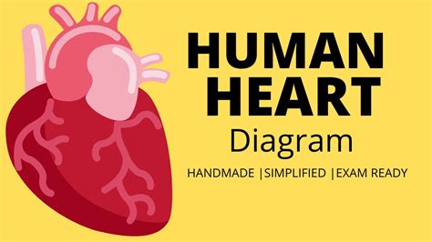 Image result for Life Process Humann Heart Diagram Based Questions
