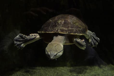 Image result for Turtle Side View 1