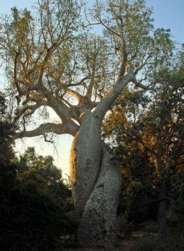 Afbeeldingsresultaten voor Baobab Tree Myths