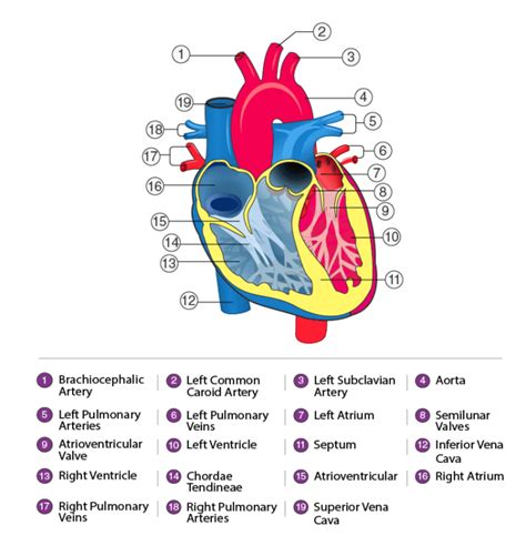 Image result for Life Processes Heart Diagram Class 10