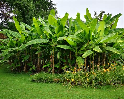 Image result for Banana Tree Root System